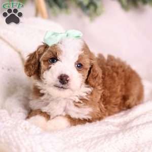 Mochi, Mini Bernedoodle Puppy